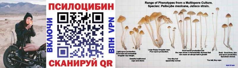 закладка  Ивдель  Галлюциногенные грибы Psilocybe 